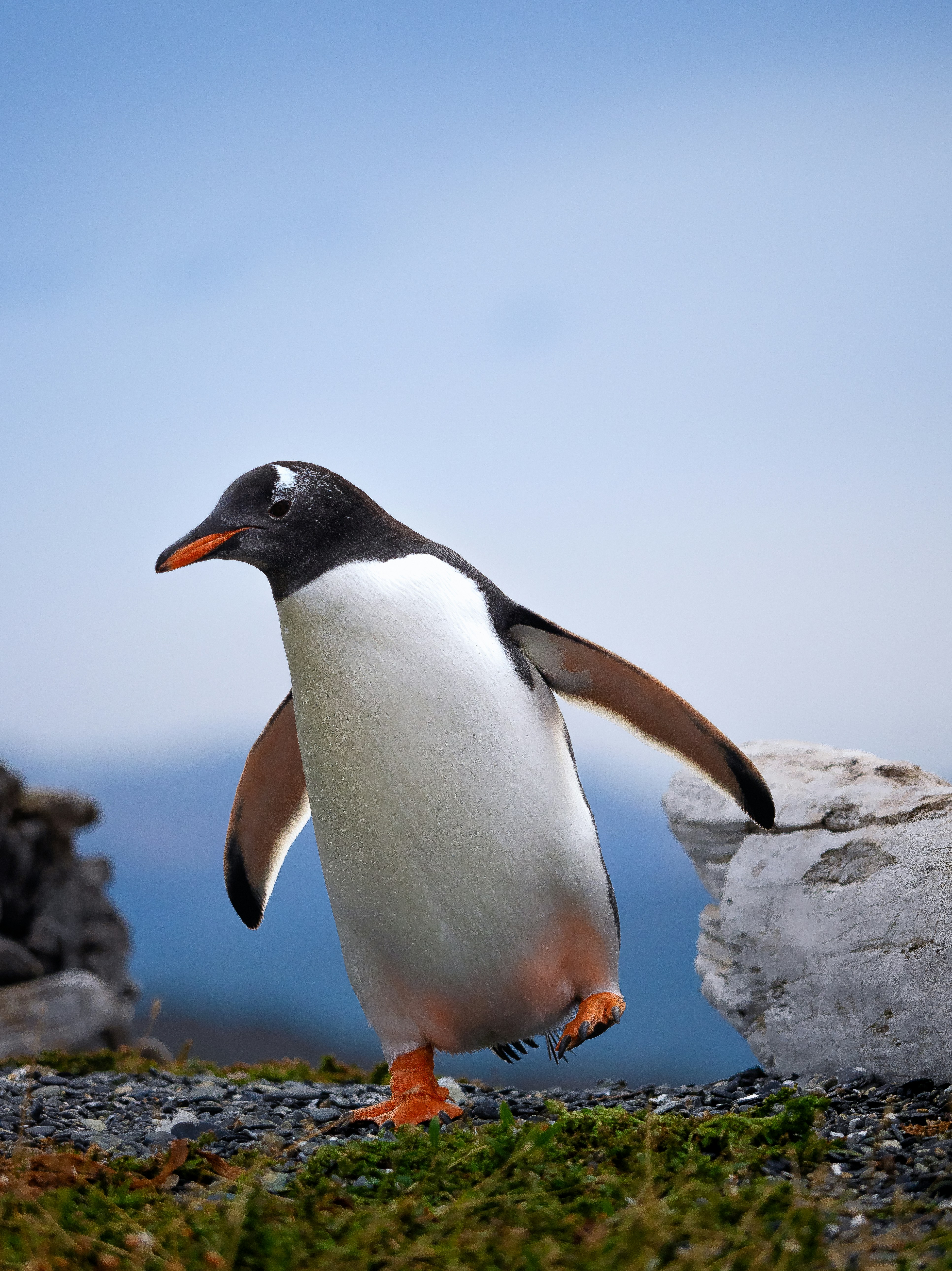 a penguin